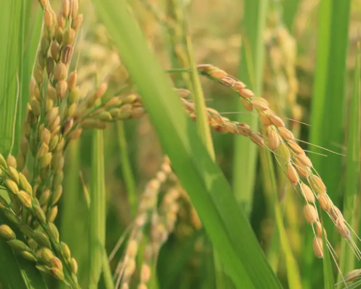 江西吉安适合种什么