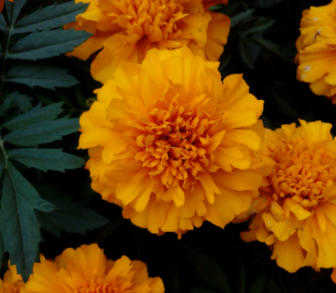 十月适合种什么花