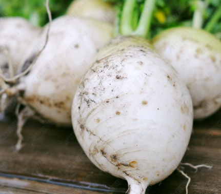 十一月份适合种什么菜