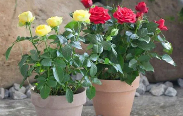 月季花换盆后要浇水吗