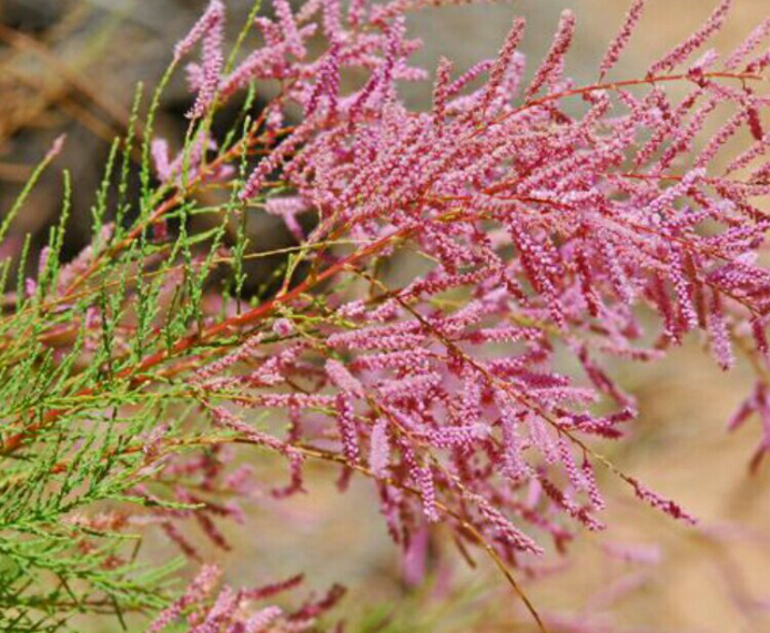 旱地适合种什么树