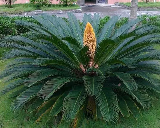 沙石地适合种什么