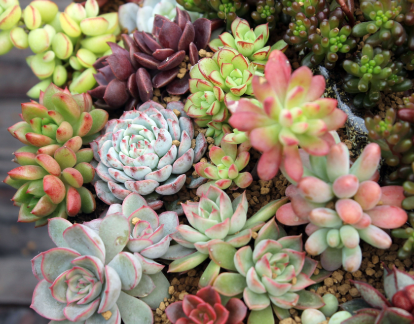 胶泥地适合种什么