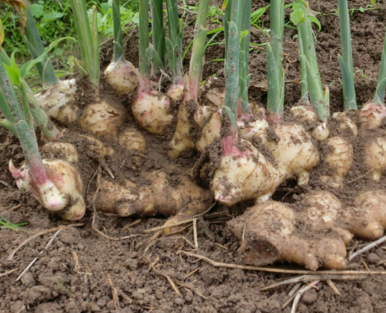 什么地适合种姜