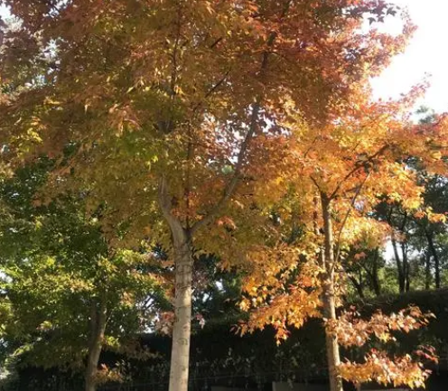 秋天适合种什么树