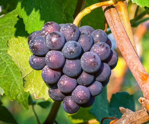 阜阳适合种什么果树