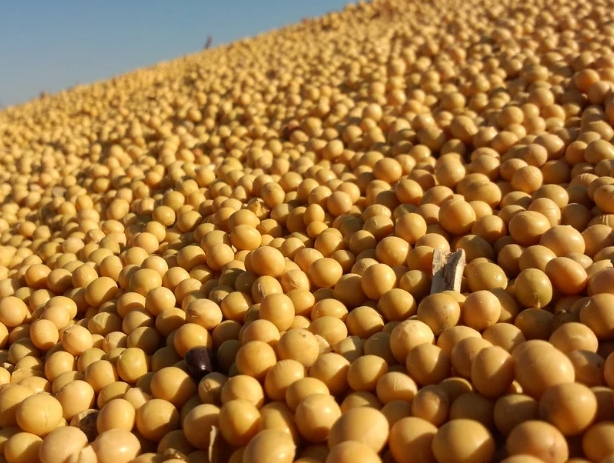 河南秋季适合种什么