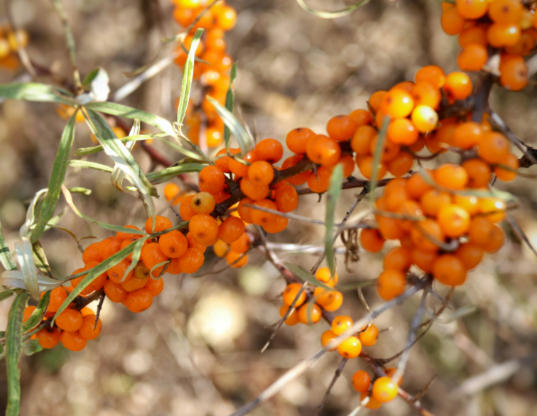 碱土地适合种什么