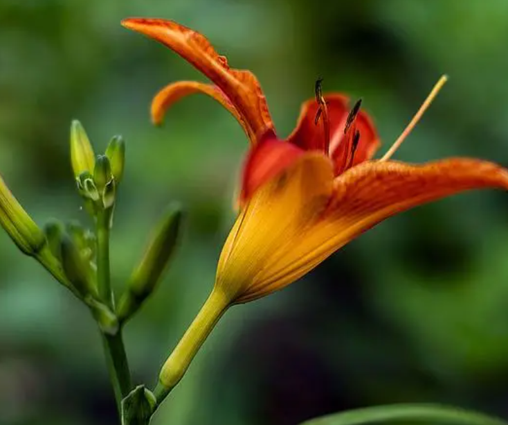 白土地适合种什么