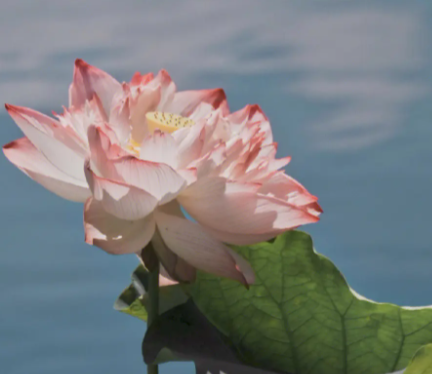 黑土适合种什么花