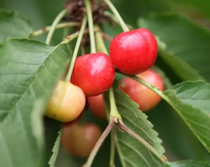 绵阳适合种什么水果