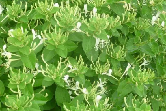 江西适合种什么药材