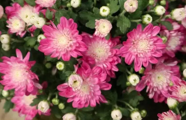 9月适合种什么花