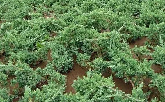 北方沙土地适合种什么