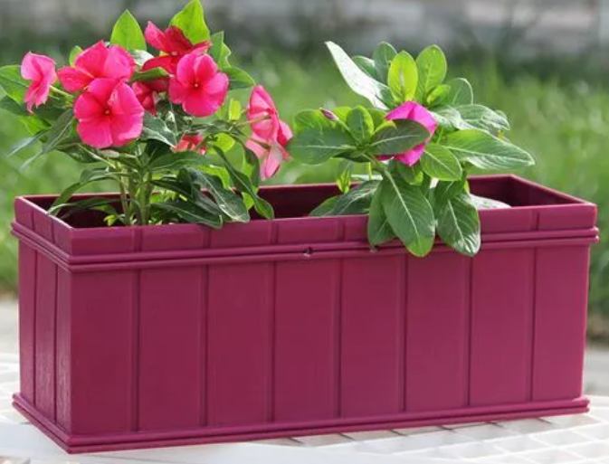 方形花盆适合种什么花