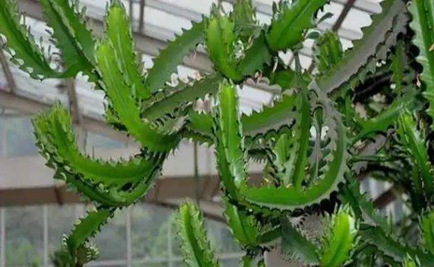 霸王鞭换盆后要浇水吗