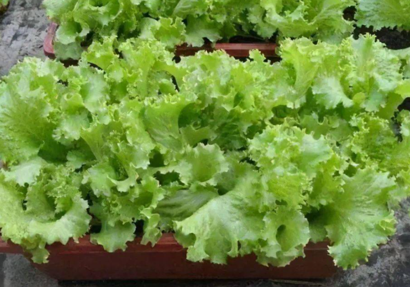 冬天阳台适合种什么菜