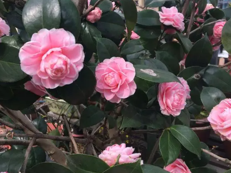 黄泥巴适合种什么