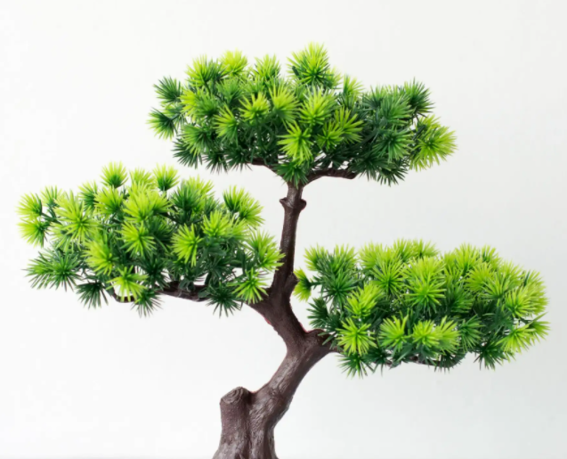 阳台上适合种什么树