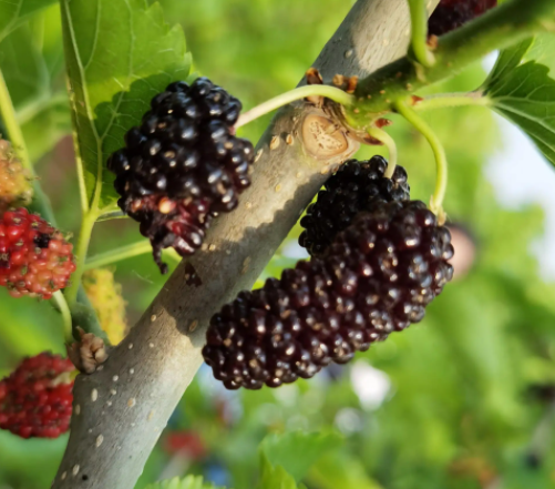 桑葚适合什么地方种