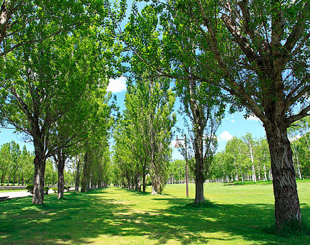 碱性地适合种什么树
