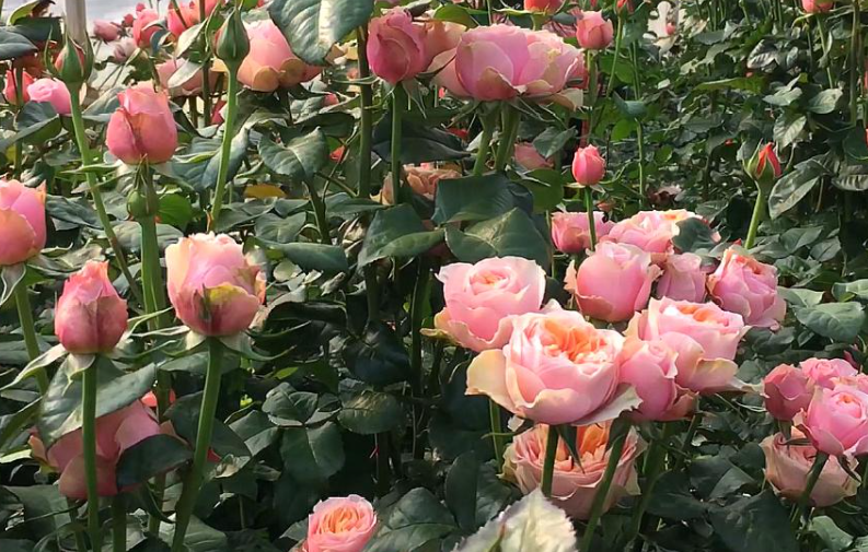 玫瑰花适合什么季节种