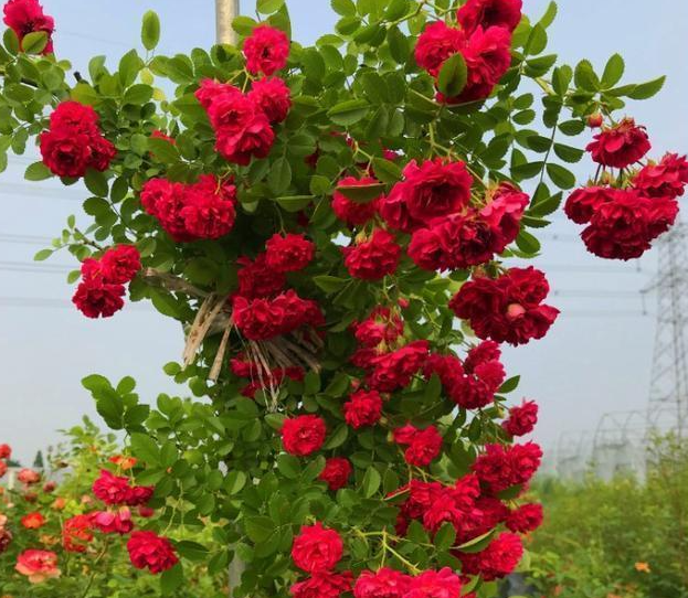 红木香适合什么地方种