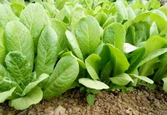 十一月适合种什么蔬菜