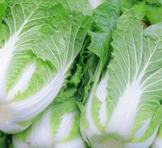 11月份适合种什么蔬菜