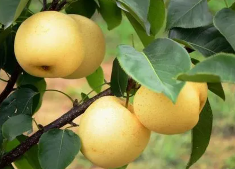 秋季适合种什么水果