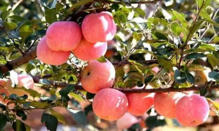 秋季适合种什么果树