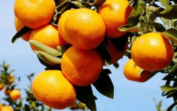 秋天适合种什么水果