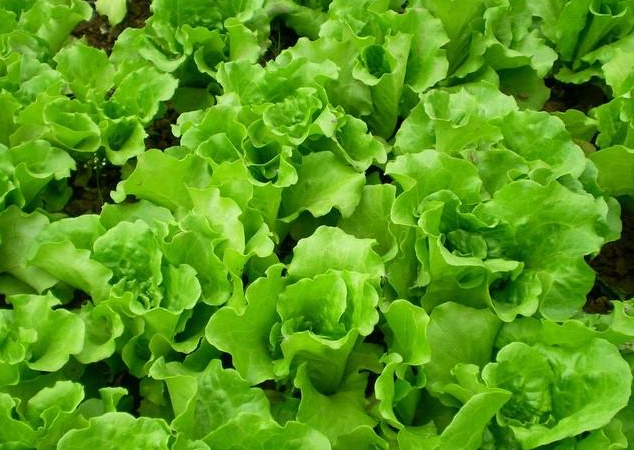 初夏适合种什么菜