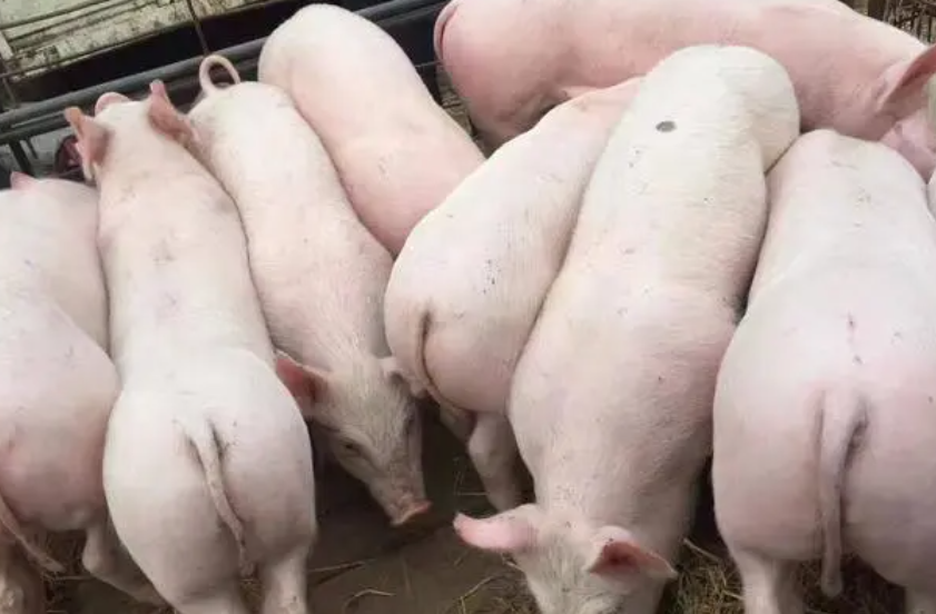 什么猪种适合放