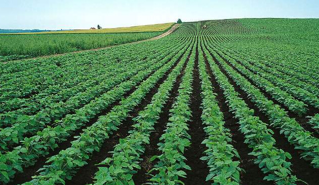 什么土地适合种土豆