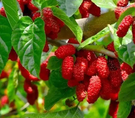 杭州适合种什么水果