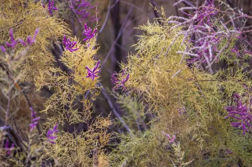 黄沙土适合种什么