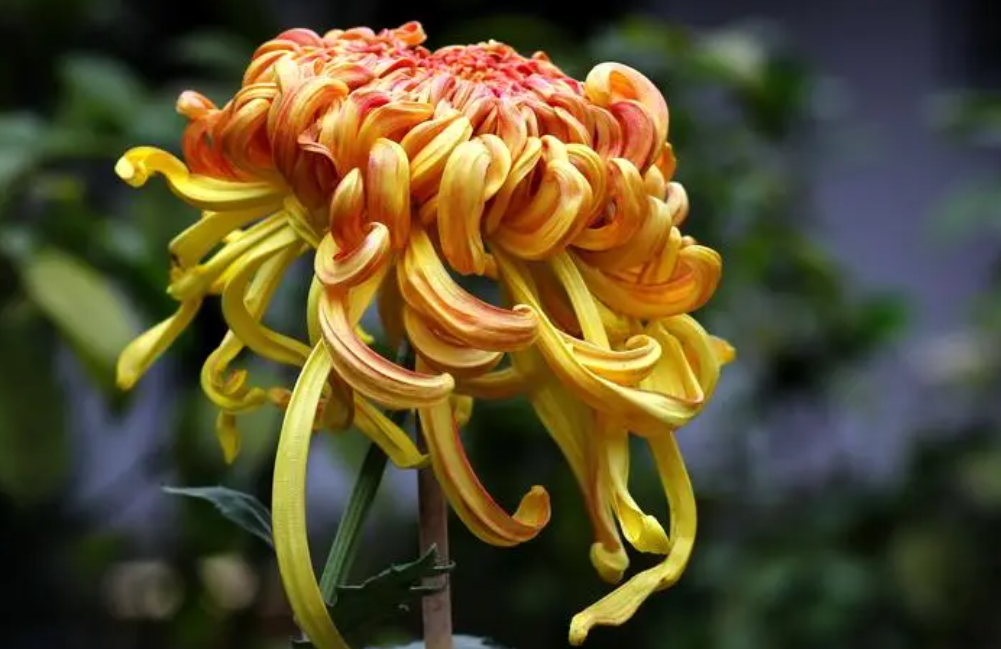 秋天适合种什么花草