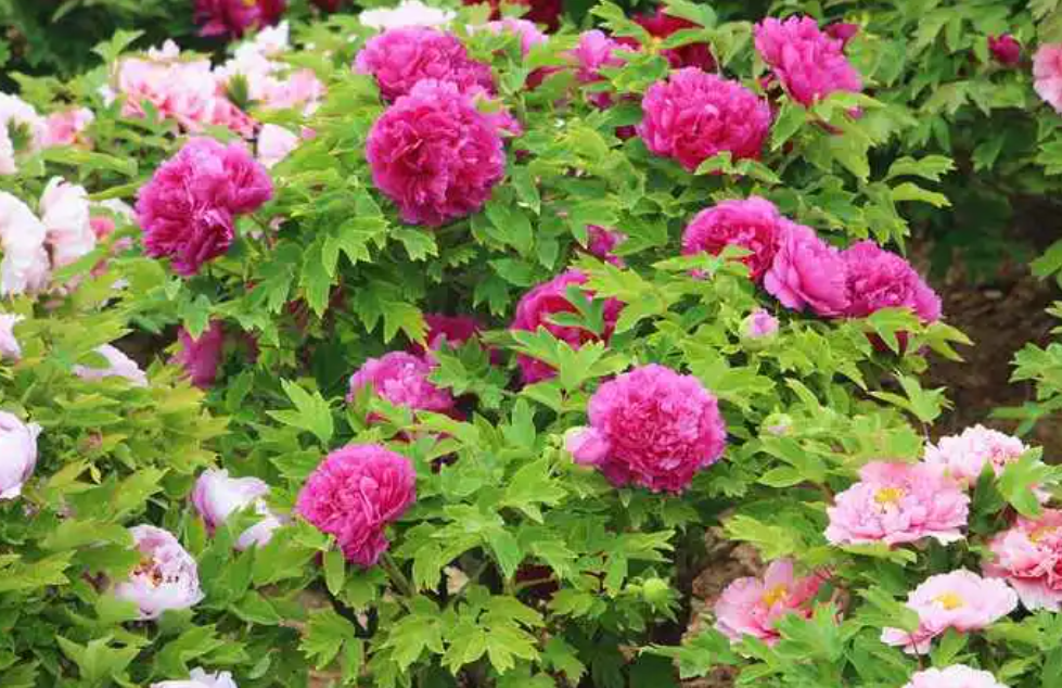 河南适合种什么花卉