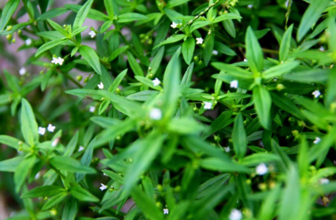 农村适合种什么药材