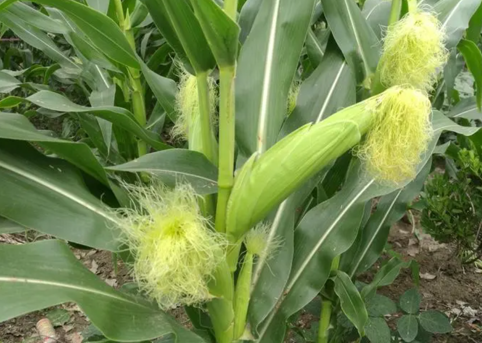 粘性土壤适合种什么