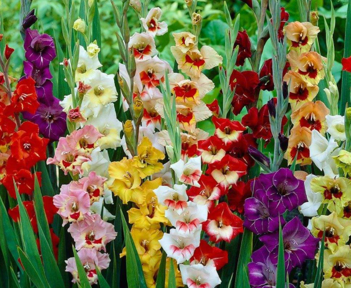 秋季适合种什么植物