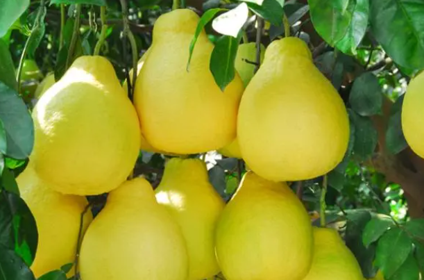 福州适合种什么水果