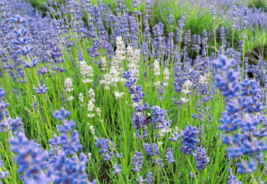 薰衣草适合什么季节种