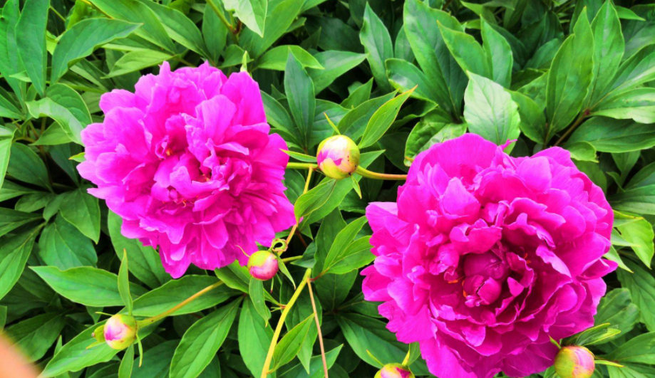 芍药适合什么季节种