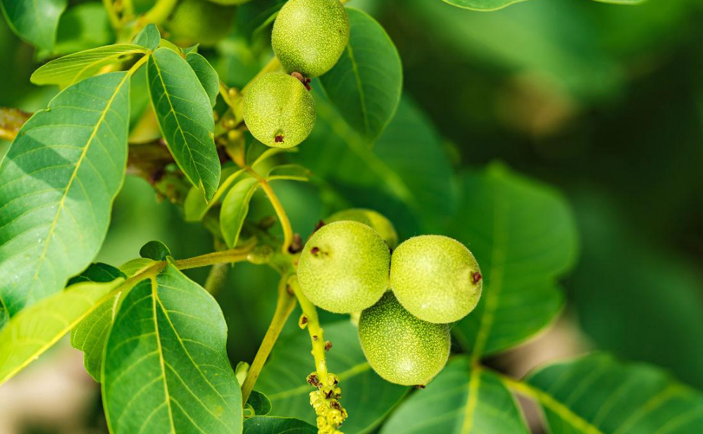 山地适合种什么果树