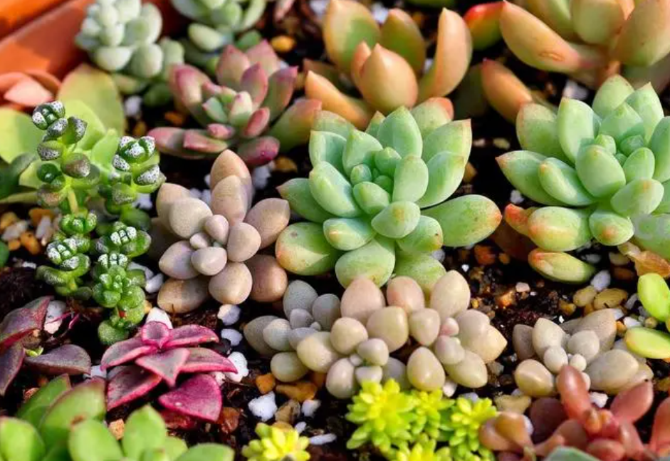 沙子适合种什么盆栽