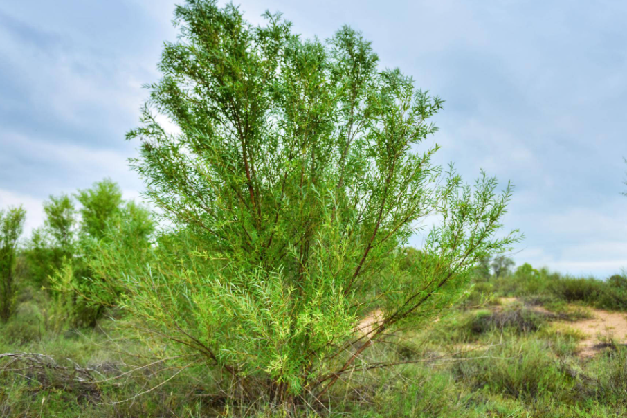 沙子地适合种什么