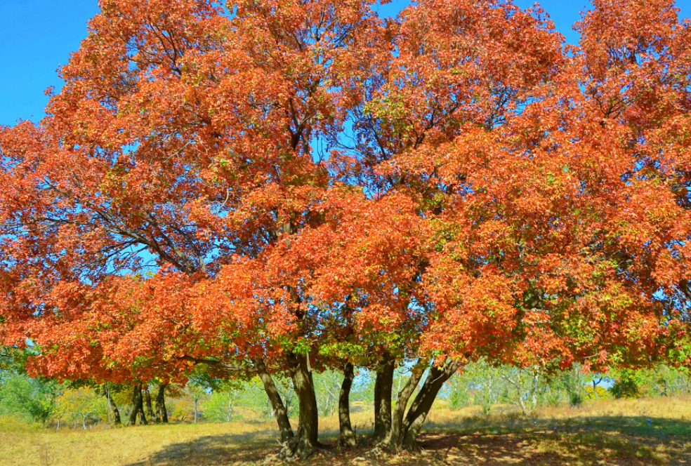 秋季适合种什么树