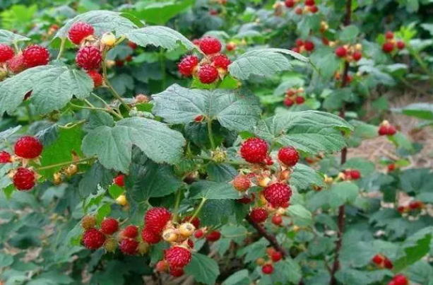 水田适合种什么药材